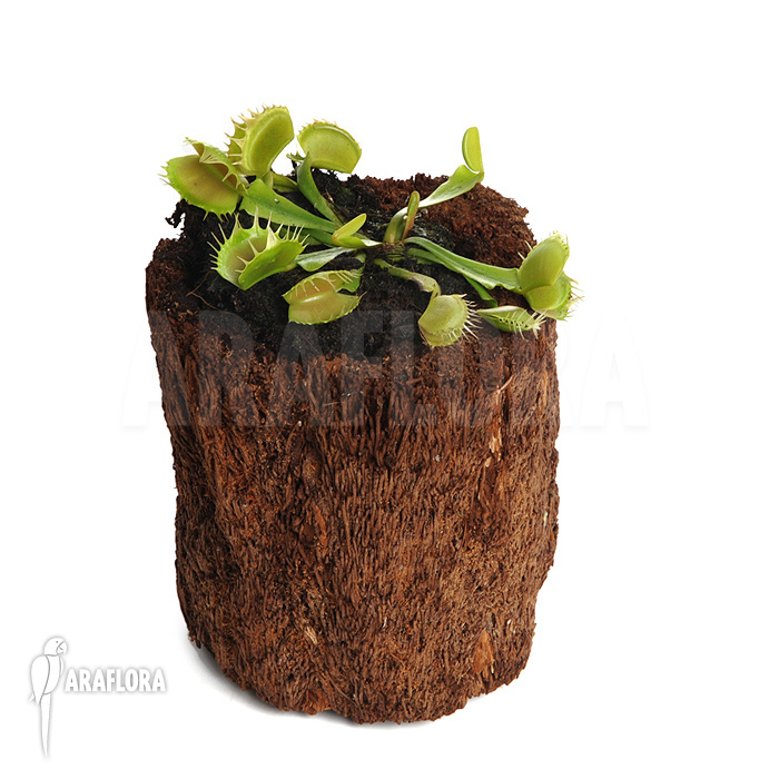 Dionaea muscipula ‘Fused tooth’