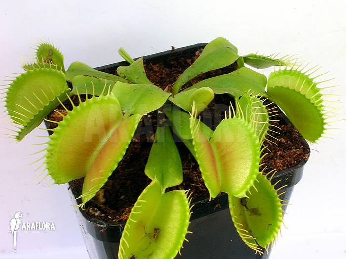 Dionaea muscipula ‘G16 Slack’S giant’