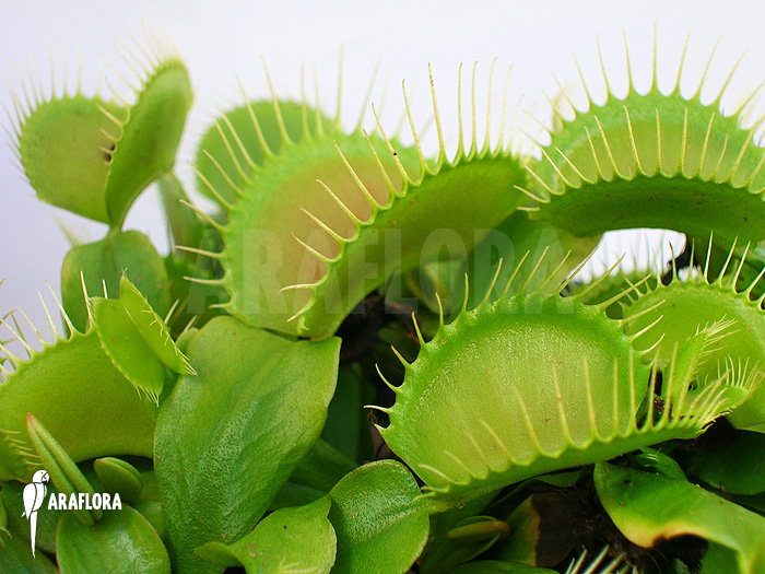 Dionaea muscipula ‘G16 Slack’S giant’