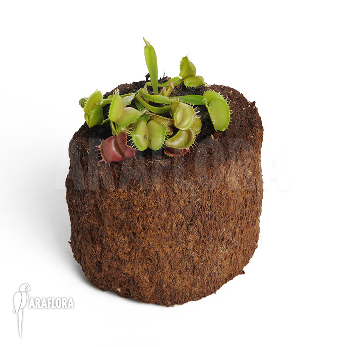 Dionaea muscipula ‘Galaxy’