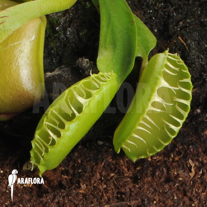 Dionaea muscipula ‘Galaxy’