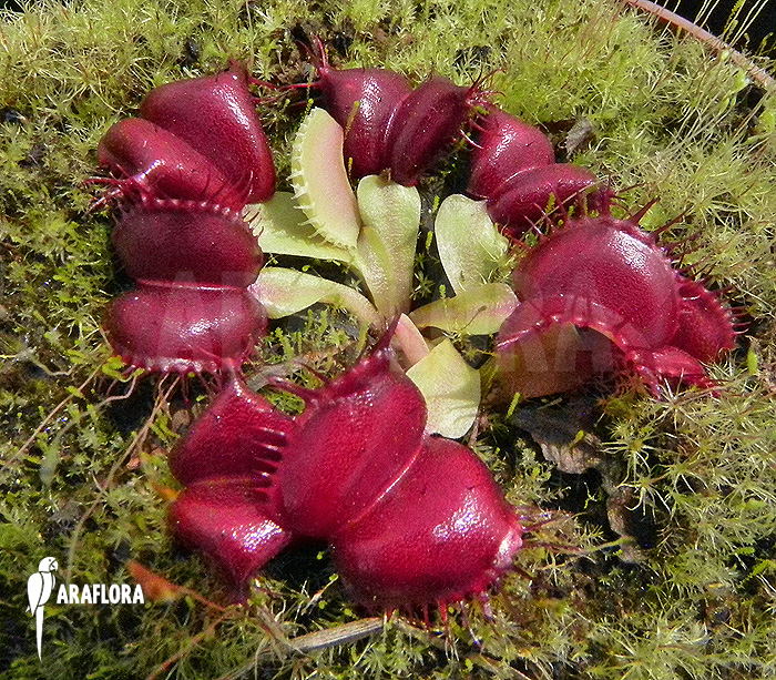 Dionaea muscipula ‘Galaxy’ example no Starter