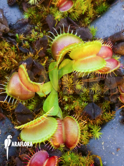 Dionaea muscipula ‘Galaxy’ example no Starter