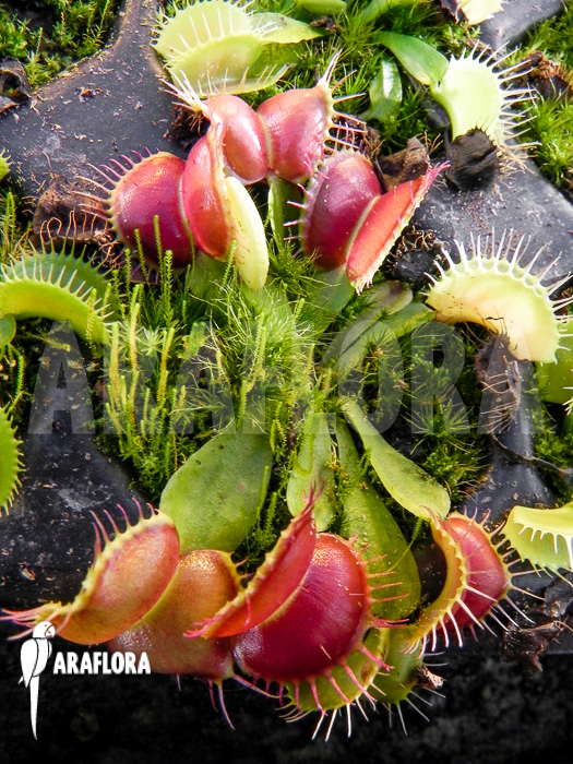 Dionaea muscipula ‘Galaxy’ Starter