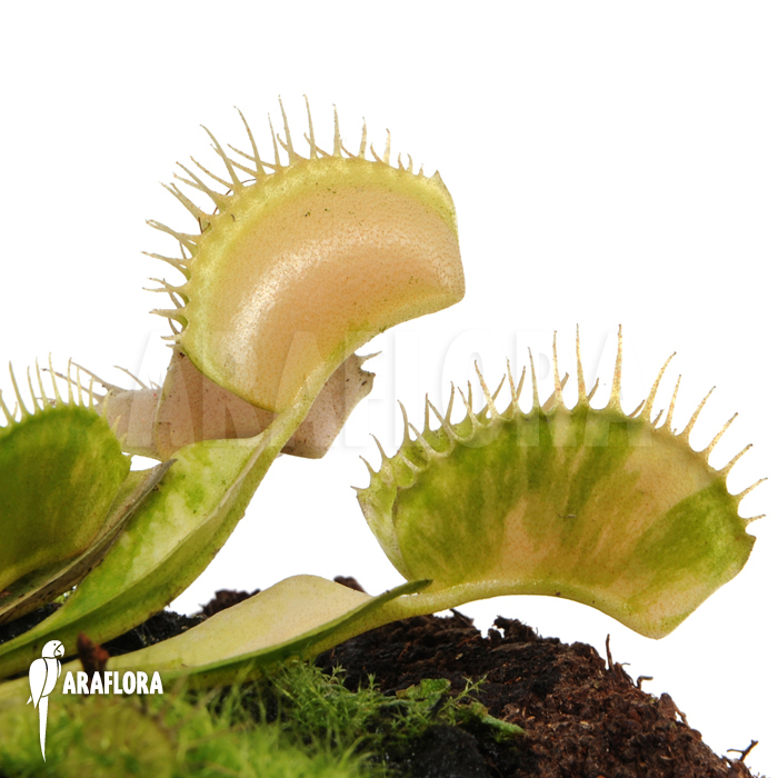 Dionaea muscipula ‘Green snow’