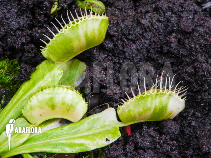 Dionaea muscipula ‘Green snow’