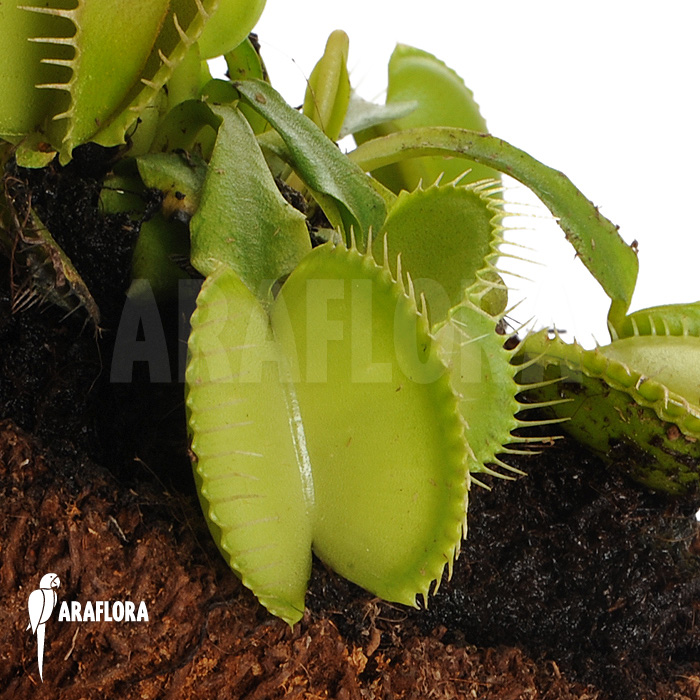 Dionaea muscipula ‘Green voodoo’