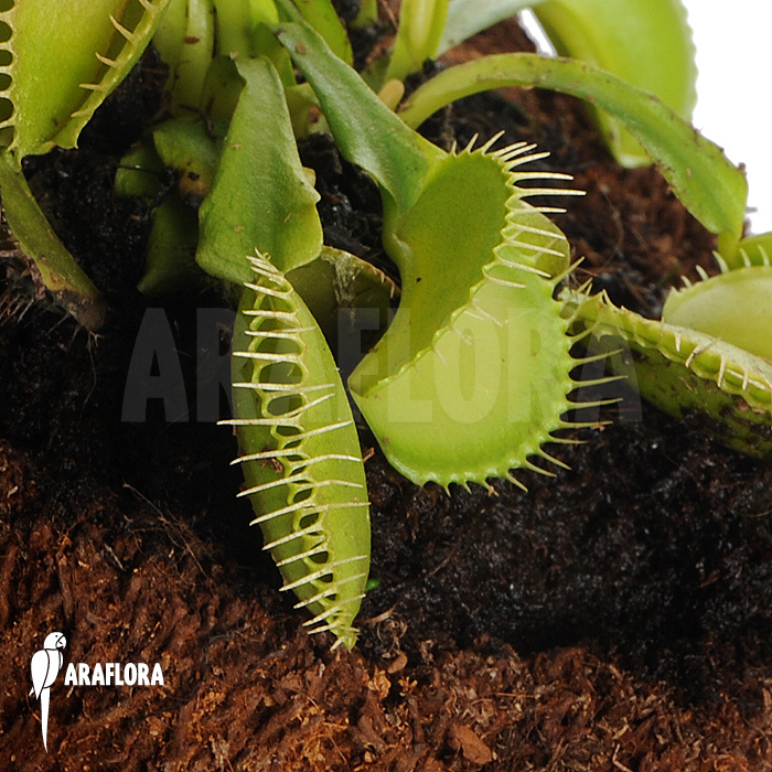 Dionaea muscipula ‘Green voodoo’