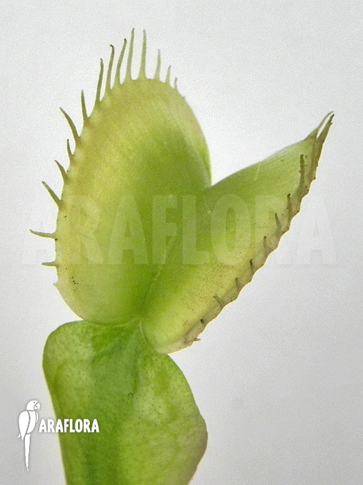 Dionaea muscipula ‘Green white’