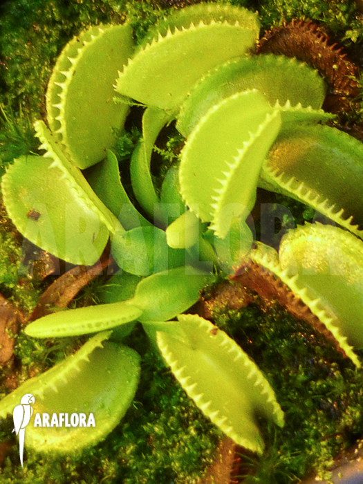 Dionaea muscipula ‘Green wizard’ ‘Starter’