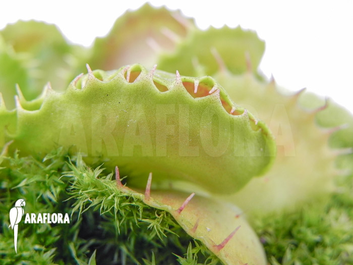 Dionaea muscipula ‘Gwenny’