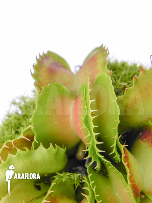 Dionaea muscipula ‘Gwenny’