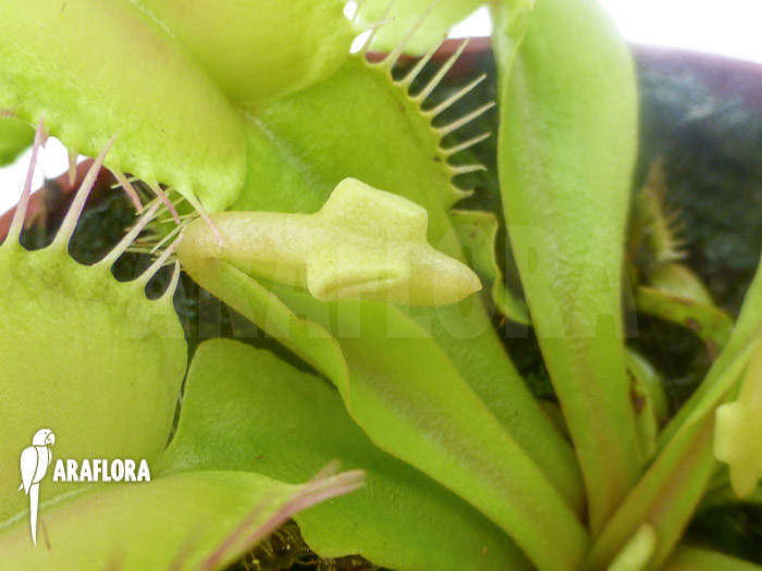 Dionaea muscipula ‘Hammerhead Shark’