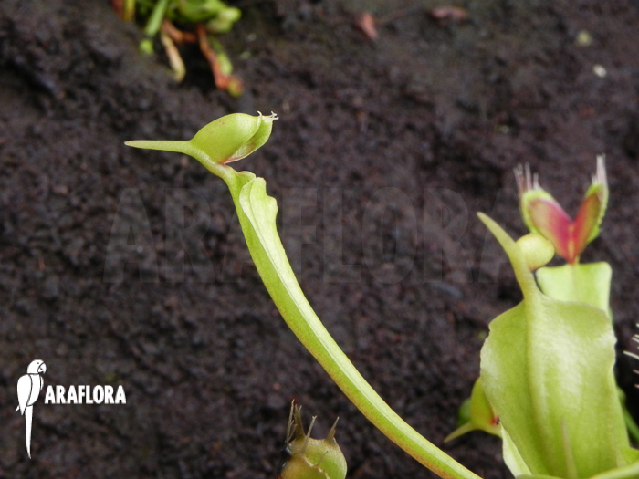 Dionaea muscipula Helmet