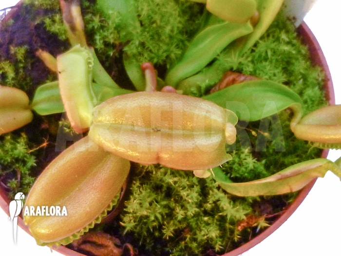 Dionaea muscipula ‘Hot kiss’