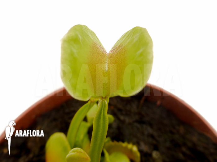 Dionaea muscipula ‘Hot kiss’ ‘Starter’
