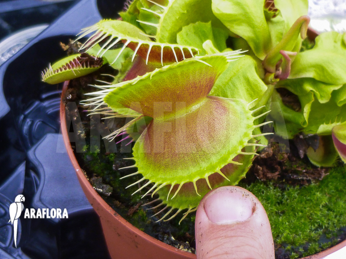 Dionaea muscipula hulk