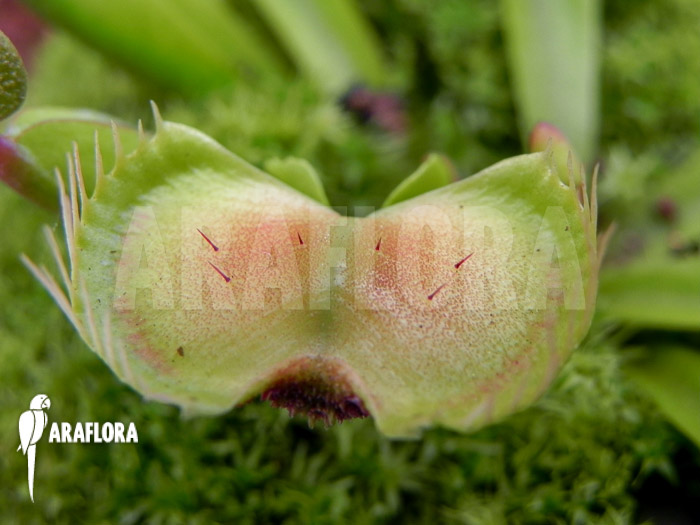 Dionaea muscipula ‘Intrudor’