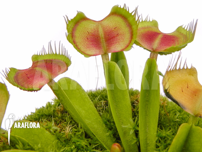 Dionaea muscipula ‘Intrudor’