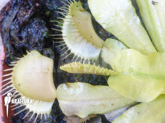 Dionaea muscipula Ivory