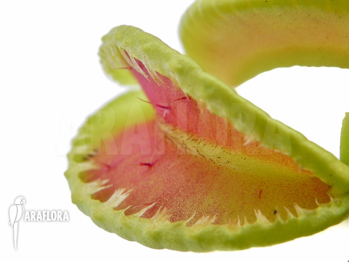 Dionaea muscipula ‘Jaws double smiley’