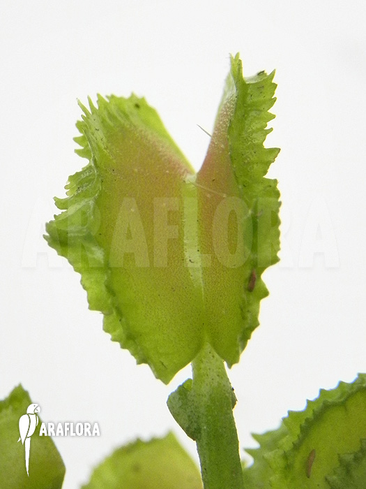 Dionaea muscipula ‘Kinky Wave’