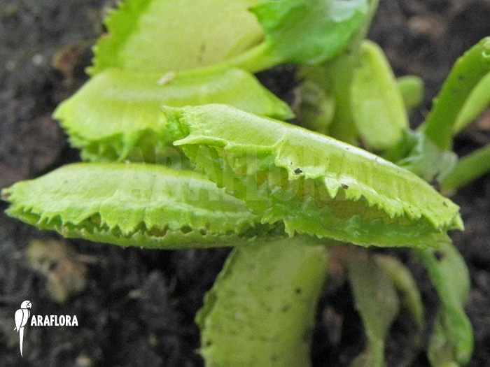 Dionaea muscipula ‘Kinky Wave’
