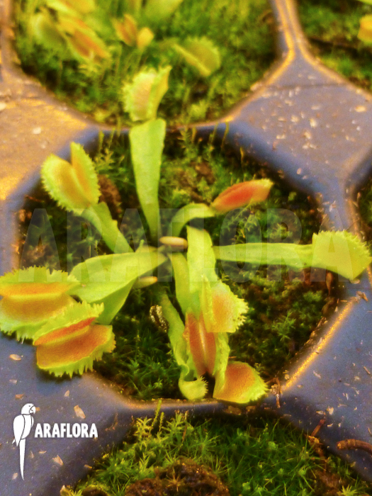 Dionaea muscipula ‘Kinky Wave’ ‘Starter’