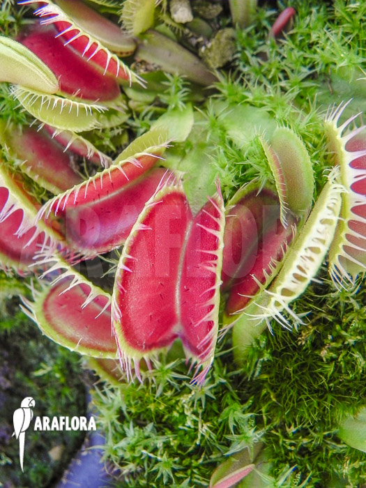 Dionaea muscipula ‘Korrigans’ Starter