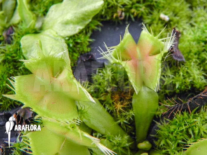 Dionaea muscipula Kubus trap Starter
