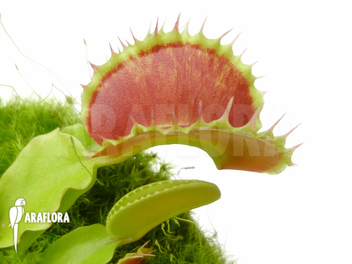 Dionaea muscipula Kuga