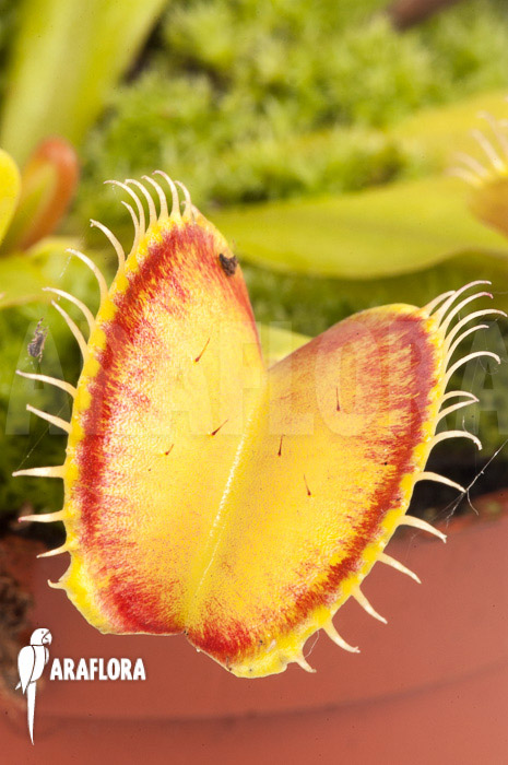 Dionaea muscipula ‘Linda’