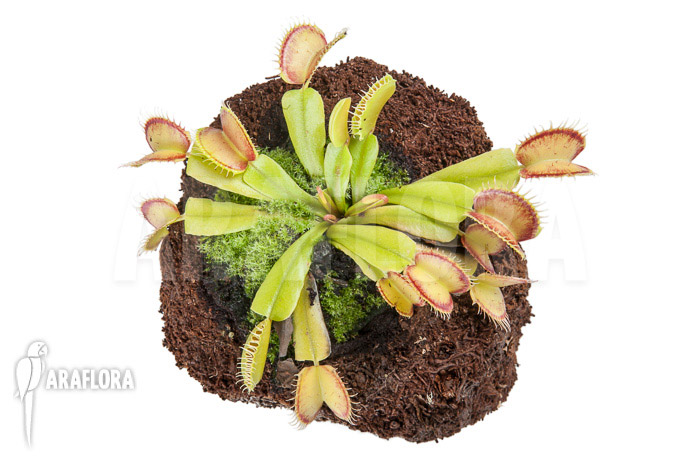 Dionaea muscipula ‘Linda’