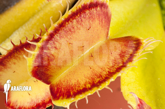 Dionaea muscipula ‘Linda’