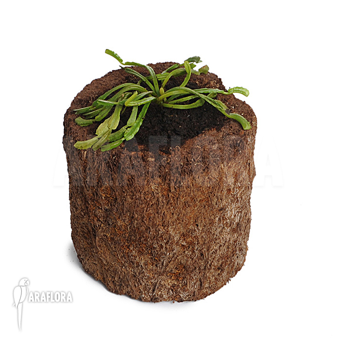 Dionaea muscipula ‘Mars’