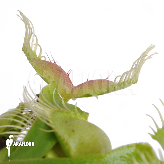 Dionaea muscipula ‘Moon trap’