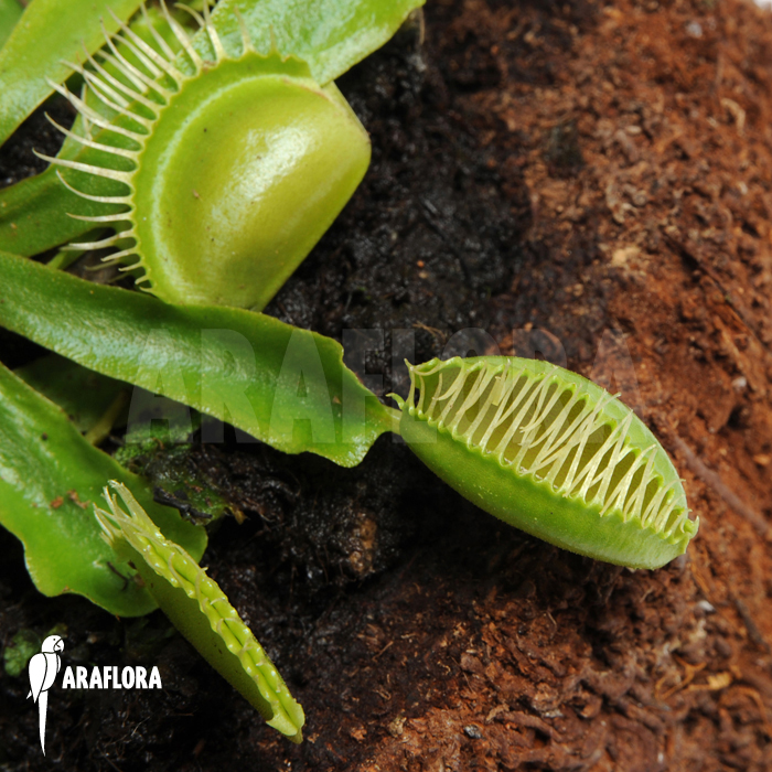 Dionaea muscipula ‘Moon trap’