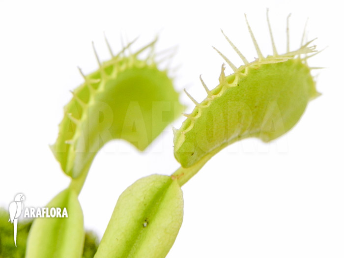 Dionaea muscipula ‘No meat’