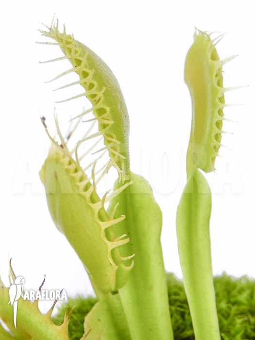 Dionaea muscipula ‘No meat’