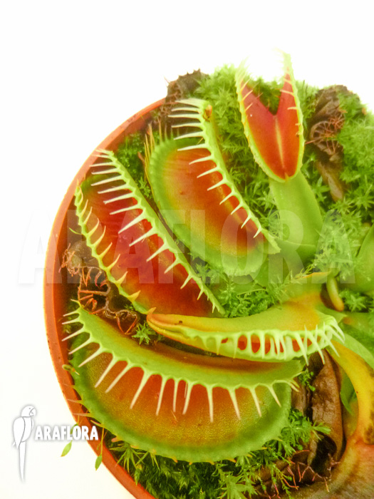 Dionaea muscipula No Smiley