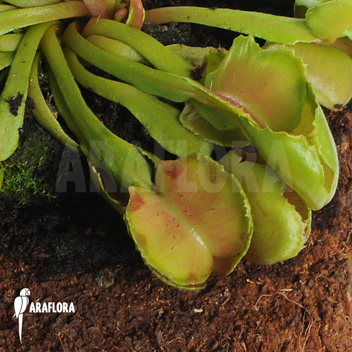 Dionaea muscipula ‘Pacman’