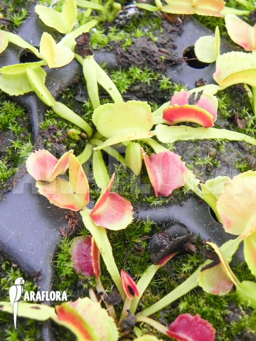 Dionaea-muscipula-Pacman-starter-2