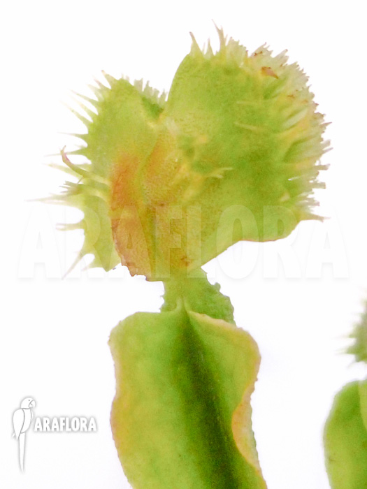 Dionaea muscipula Pincushion