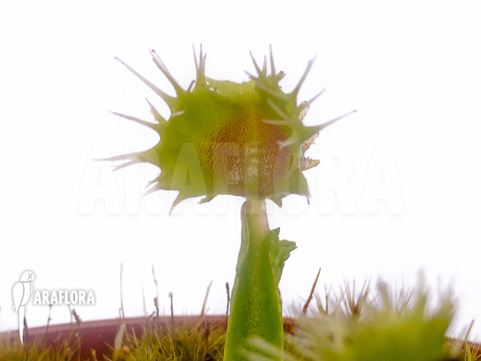 Dionaea muscipula ‘Pincushion’ ‘XL’