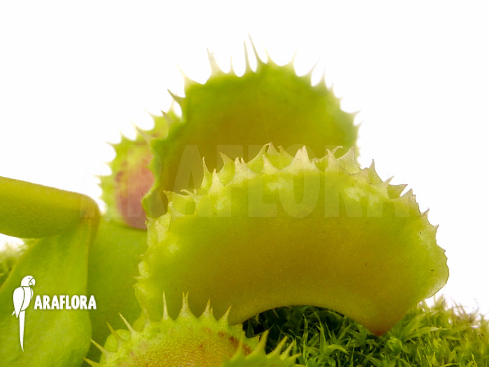 Dionaea muscipula ‘Pluto’