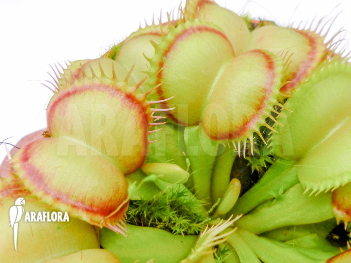 Dionaea muscipula Red Flame