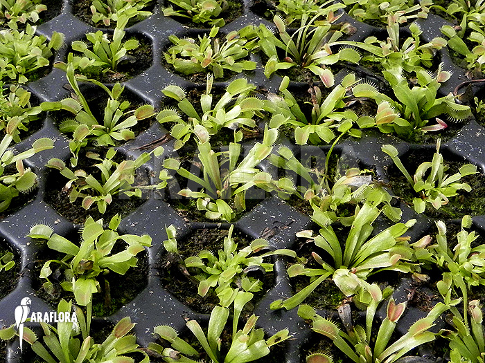 Dionaea muscipula ‘Red Green’