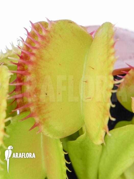Dionaea muscipula ‘SOS’