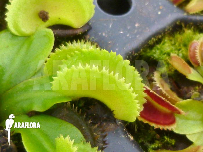 Dionaea muscipula ‘Shark teeth’