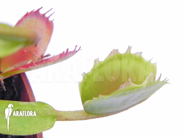 Dionaea muscipula ‘Small Staps’